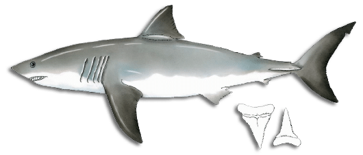great white shark grow guide