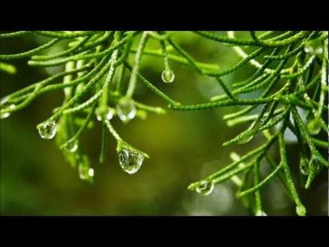guided sleep meditation forest relax